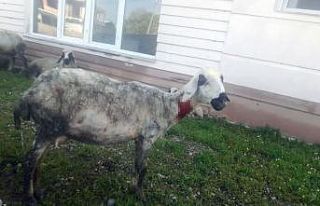 Sokak köpekleri sürüye saldırdı