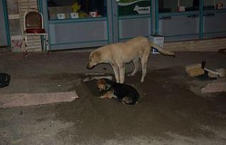 Sokaklar boşaldı, köpekler oyun yaptı