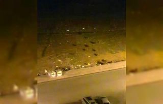 Sokakları boş bulan domuz sürüsü kent merkezine...