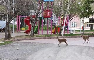 Sokakların boş kaldığı ilçe yine yaban keçilerine...