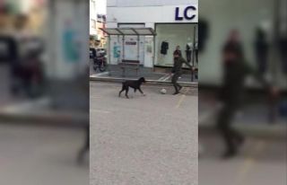 Sokakta kimseyi bulamadı, köpekle futbol oynadı