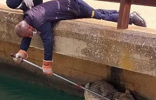 Sulama kanalına düşen kurt itfaiye ekipleri tarafından...