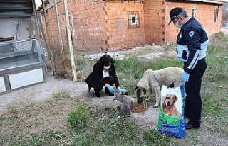 Sungurlu Belediyesi sokak hayvanlarını unutmadı