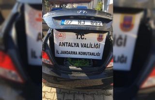 Şüphe üzerine durdurulan araçta 154 kök hint...