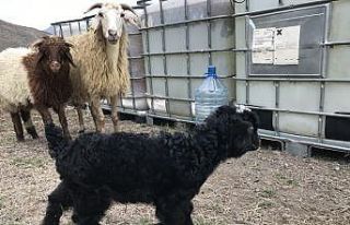 Sürü büyütme ve yenileme desteği başlıyor