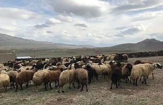 Süt kuzularının anneleriyle renkli buluşması