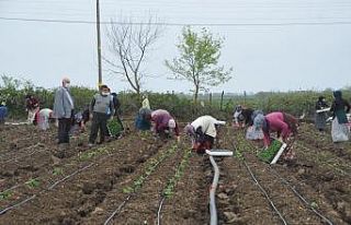 Tarım işçileri korona virüs gölgesinde mesai...
