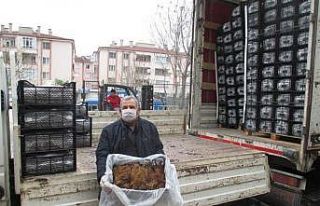 Tarım şehri Amasya’da çilek yetiştiriciliğine...