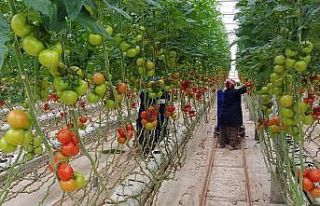 Tarımsal üretim kesintisiz sürüyor