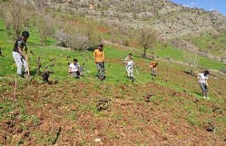 Tarlalarını sosyal mesafe kuralıyla kazıp ekiyorlar