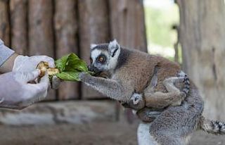 Tarsus Doğa Parkı’nda ikiz lemur mutluluğu