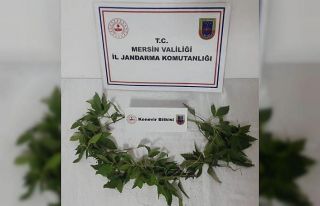 Tarsus’ta 51 kök hint keneviri ele geçirildi