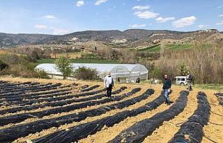 Taşköprü’de 2 çiftçiye 5 dekarlık alana çilek...