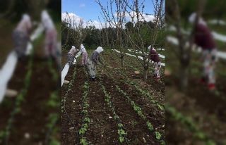 Taze fasulyelerin tohumları çıktı
