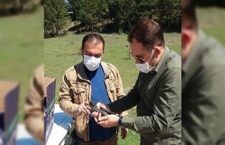 Tedavi edilen sutavuğu kuşu doğa salındı