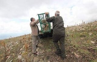 Tedavisi tamamlanan yaralı kurt özgürlüğüne...