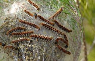 Tekirdağ’da çam kese böceğiyle mücadele