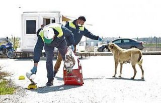 Tepebaşı sokak hayvanlarını beslemeye devam ediyor