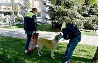 Tepebaşı’ndaki sokak hayvanlarının imdadına...