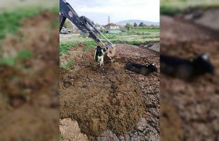 Tezek birikintisinden çıkamayan ineği itfaiye kurtardı