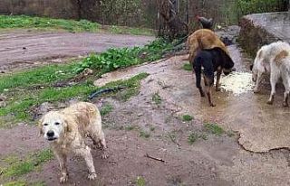Topladıkları köpekleri, ormanlık alana bırakarak...