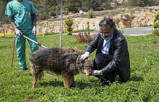 Trafik kazasında bacağı kırılan köpek, tedaviyle...