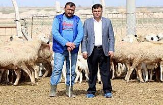 Türkiye’de 53 milyon hayvan üreticisine 1 milyar...