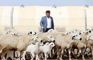 Türkiye’de küçükbaş hayvan sayısı 10 yılda...