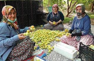 Türkiye’de yılın ilk kayısı hasadı Silifke’de...