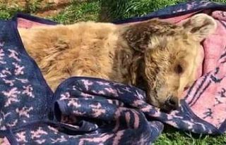 Türkiye’nin en yaşlı ayısı ’Meyvan’ öldü