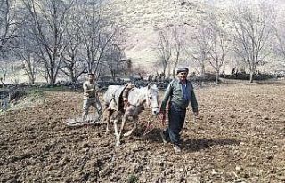 Uludure’de atlarla tarla sürdüler