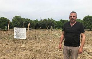 Üreticiden fidan hırsızlarına afişli önlem