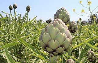 Urla’da festival iptal olunca internetten enginar...