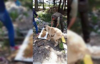 Uşak’ta sokak hayvanları unutulmadı