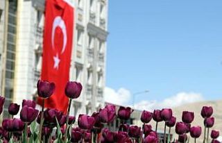 Van’da şimdi ‘lale mevsimi’