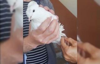 Vefa Grubu beyaz güvercini özgürlüğüne kavuşturdu
