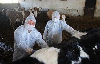Veteriner hekimlerin milli dayanışması