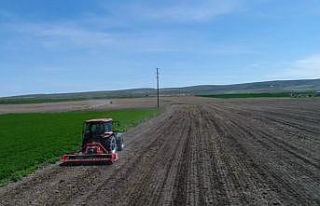 Virüs onların çalışmasına engel olmuyor