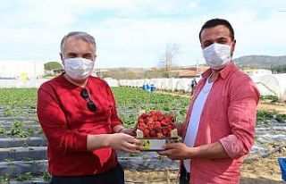 Volkanik arazide üretilen çilek marka olma yolunda