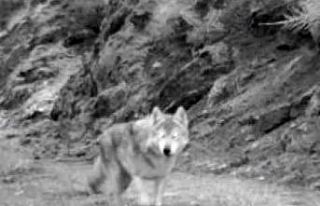 Yaban hayatı böyle görüntülendi