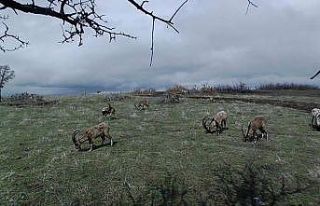 Yaban keçileri, foto kapanla görüntülendi