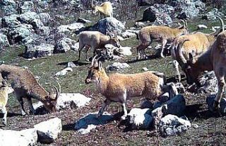 Yaban keçileri yerleşim yerlerine alıştı
