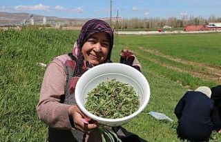 Yabani otların arasından tek tek topluyorlar