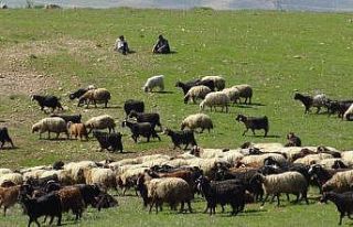 Yağışlar Gercüşlü çiftçilerin yüzünü güldürdü