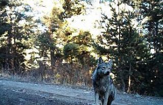 Yalnız kurt fotokapana yakalandı