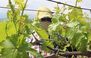 Yaprak üzümüne rakip oldu