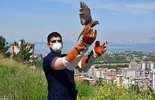 Yaralı atmaca tedavi edildi