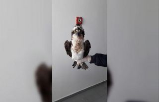 Yaralı Balık Kartalı tedavi altına alındı