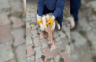 Yaralı bulunan pelikan koruma altına alındı