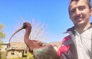 Yaralı çeltikçi kuşuna güvenlik korucusundan...